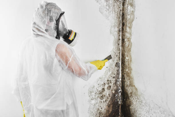 Best Basement Mold Remediation in Pittsboro, NC