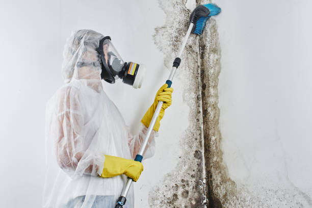 Best Mold Remediation for Schools in Pittsboro, NC