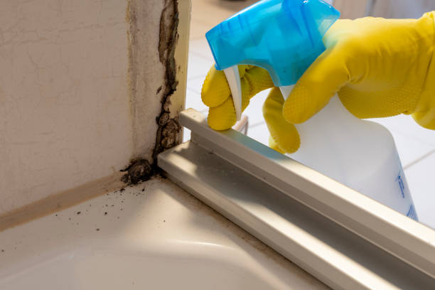 Best Black Mold Remediation in Pittsboro, NC