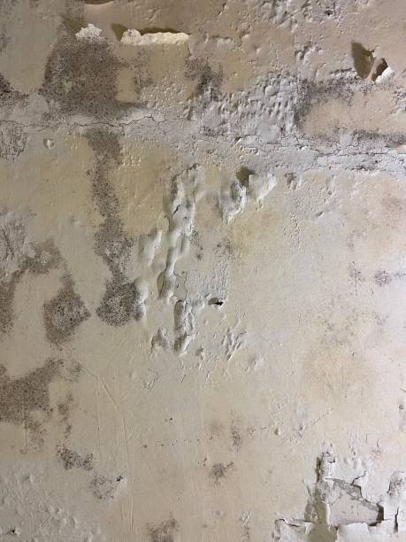 Best Mold Testing and Inspection Services in Pittsboro, NC