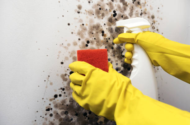 Best Emergency Mold Remediation in Pittsboro, NC