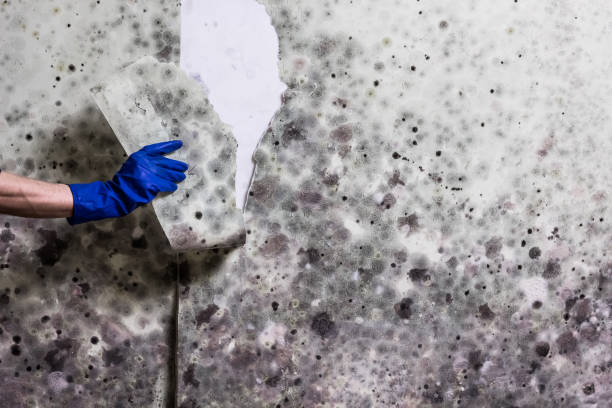 Best Residential Mold Remediation in Pittsboro, NC